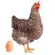 Huevos gallinas Barred