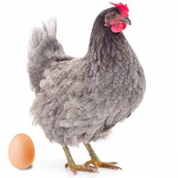 Huevos gallinas Triblue