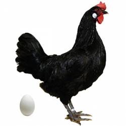 Huevos gallinas Castellana Negra