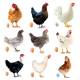 Pack gallinas de raza