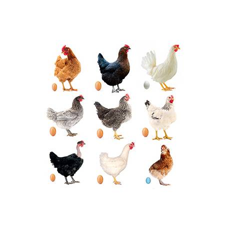 Pack gallinas de raza